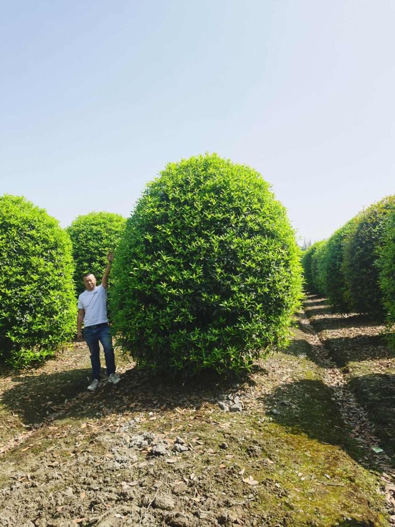 精品八月桂成都基地直销质量有保证可视频看货全国发货