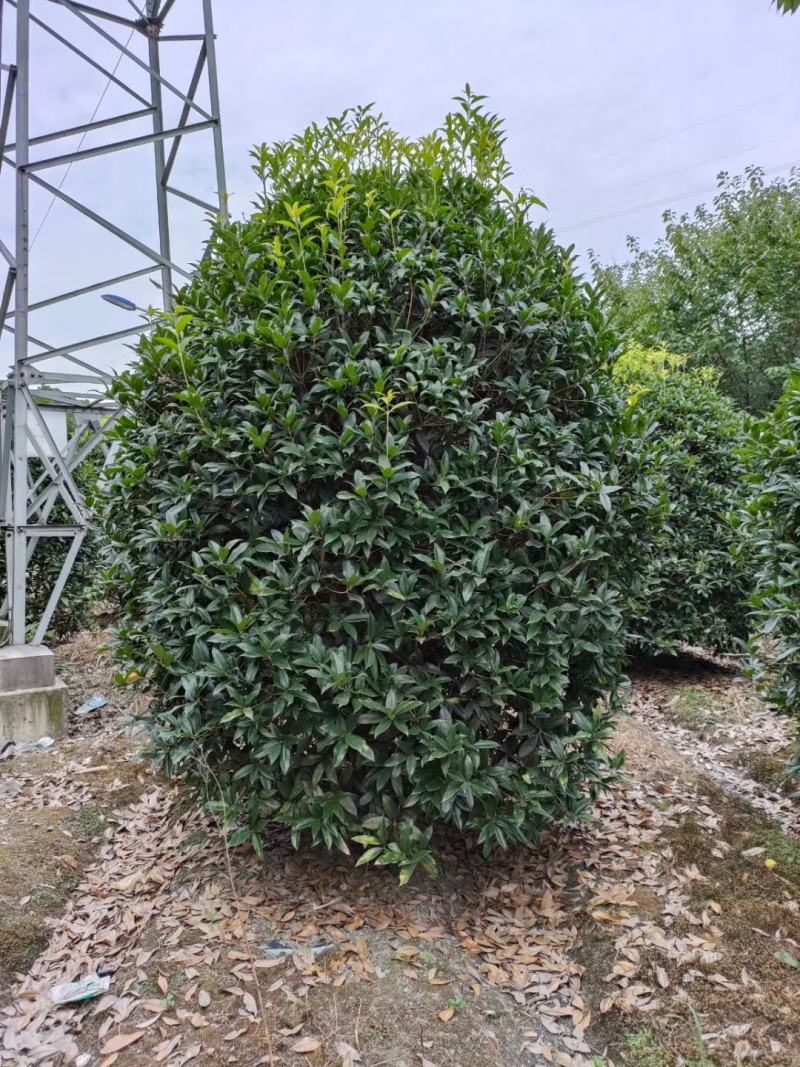 精品八月桂成都基地直销质量有保证可视频看货全国发货