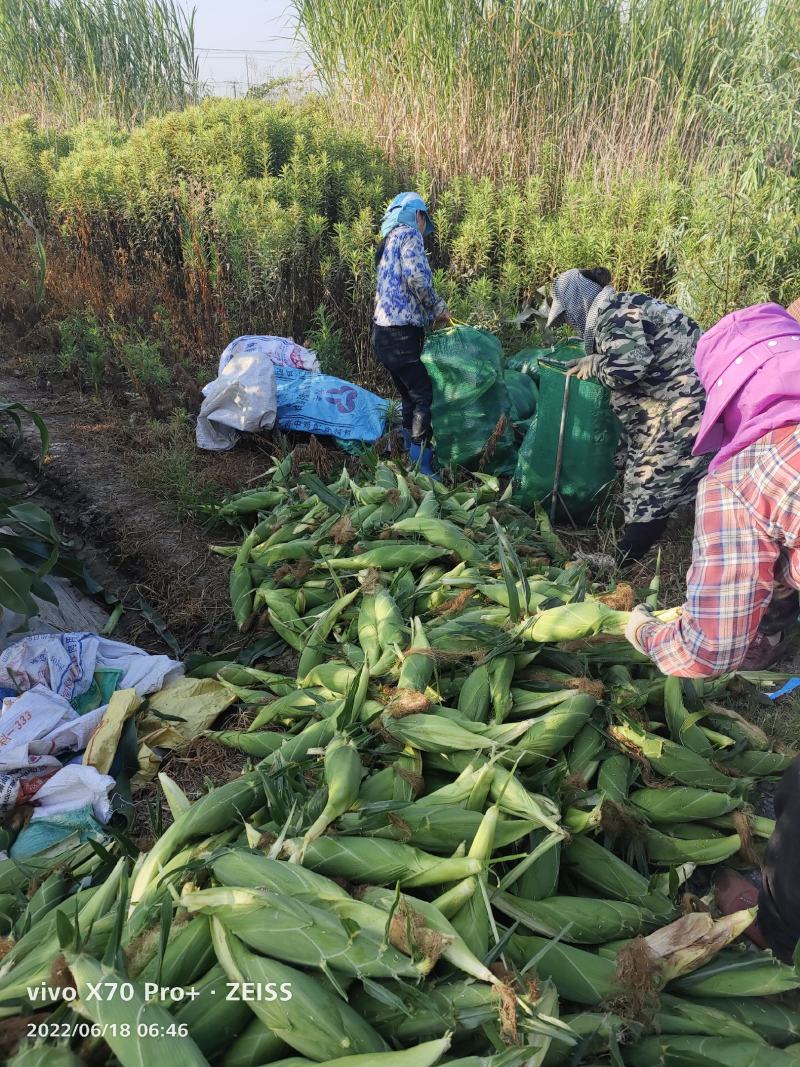 芜湖水果玉米供货量大全国发货商超品质欢迎采购