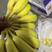 香蕉精品二黄蕉，保质保量，规格齐全，可视频看货欢迎来电