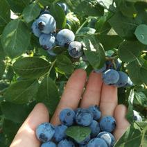蓝莓口感甜，果粉厚，果个大，山区种植，支持一件