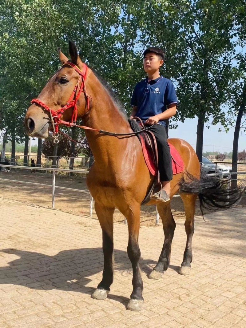 半血马温血马改良马拉车马汗血马
