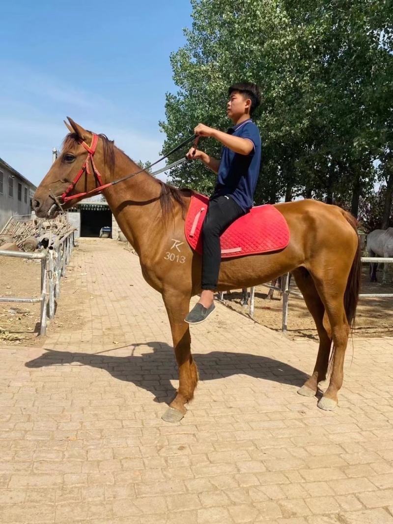 半血马温血马改良马拉车马汗血马