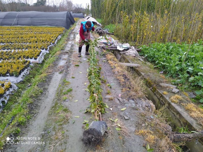 油麻藤杯苗油麻藤基地50-3.5m高度成活率高