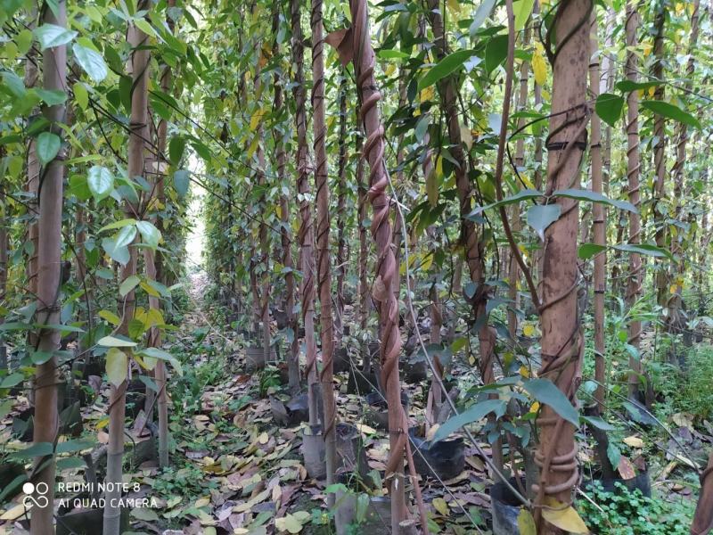 油麻藤杯苗油麻藤基地50-3.5m高度成活率高