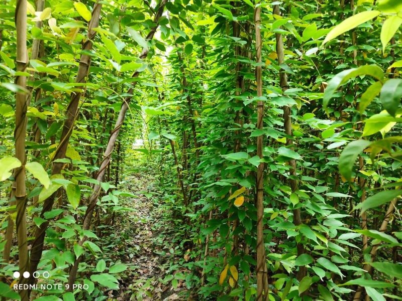 油麻藤杯苗油麻藤基地50-3.5m高度成活率高