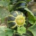 甜掉牙甜瓜种子四季水果可种易种植冰糖子甜瓜薄皮超甜花皮香
