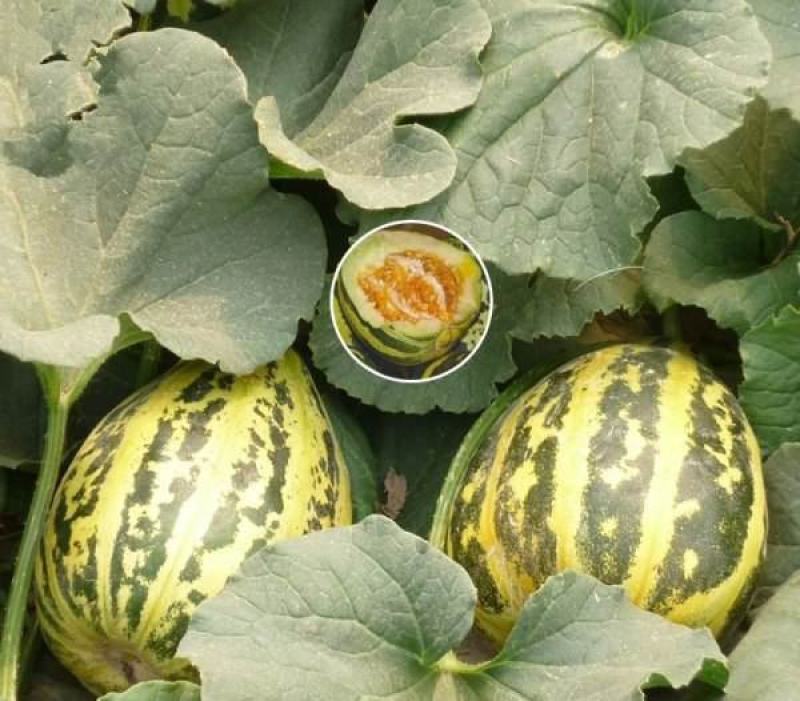 甜掉牙甜瓜种子四季水果可种易种植冰糖子甜瓜薄皮超甜花皮香
