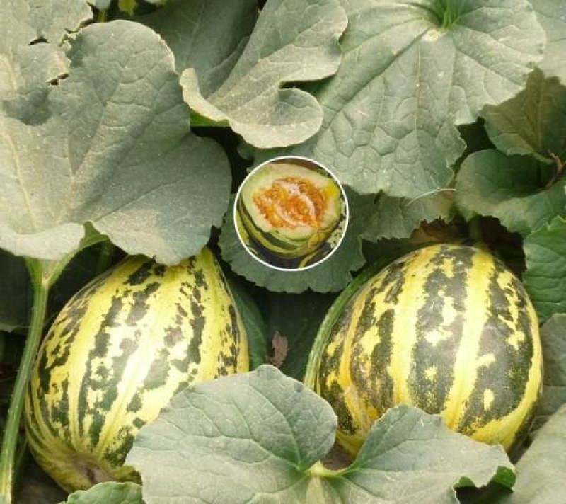 甜掉牙甜瓜种子四季水果可种易种植冰糖子甜瓜薄皮超甜花皮香