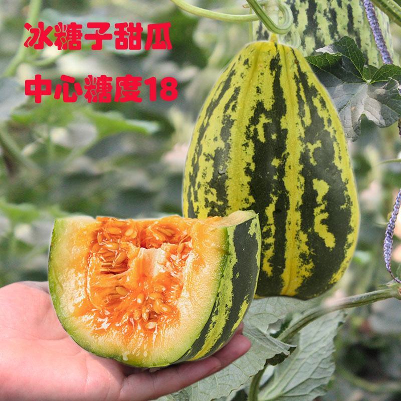 甜掉牙甜瓜种子四季水果可种易种植冰糖子甜瓜薄皮超甜花皮香