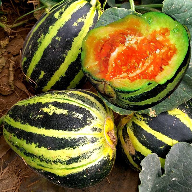 甜掉牙甜瓜种子四季水果可种易种植冰糖子甜瓜薄皮超甜花皮香