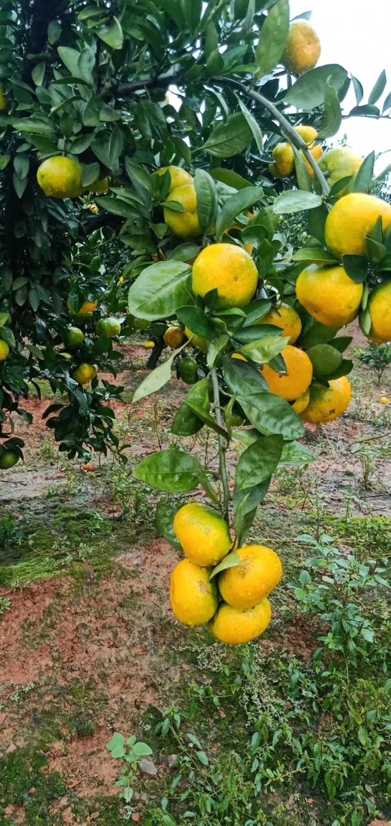 湖南特早，普早蜜桔，香甜可口，品质保证，畅销全国各地市场
