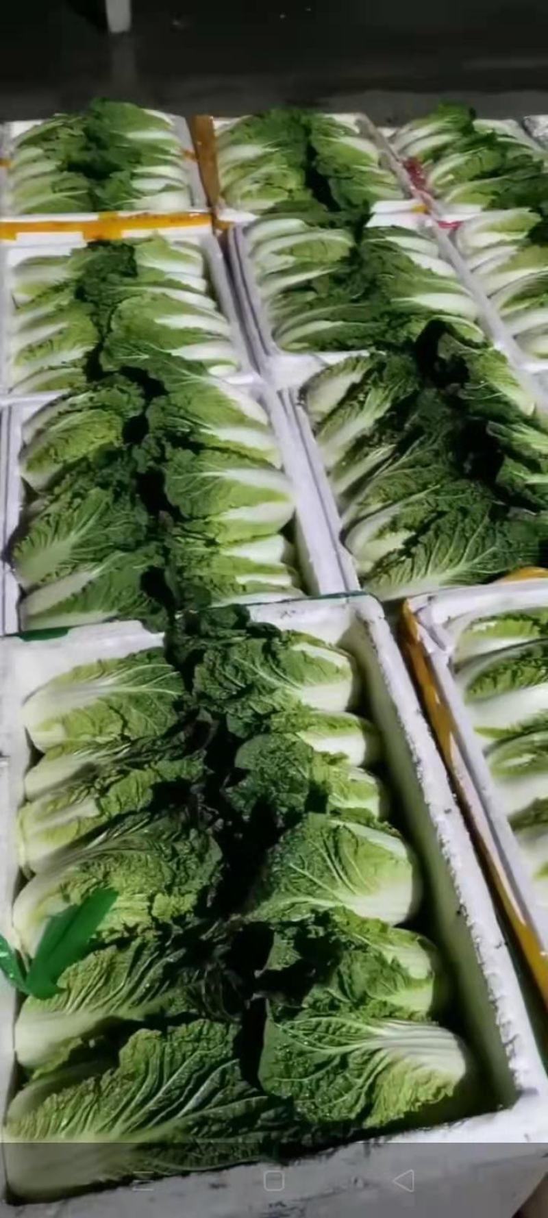 娃娃菜