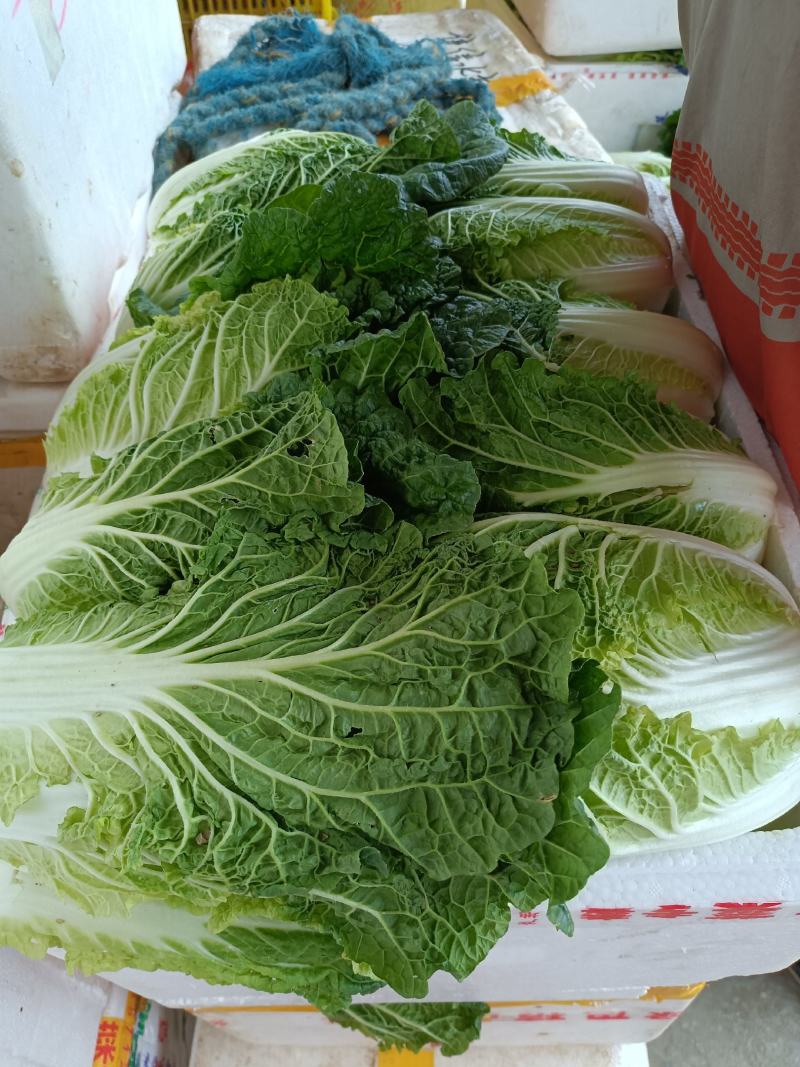 娃娃菜