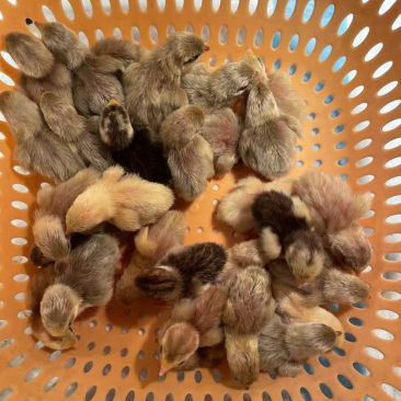 芦丁鸡蛋芦丁鸡受精蛋厂家直销一手货