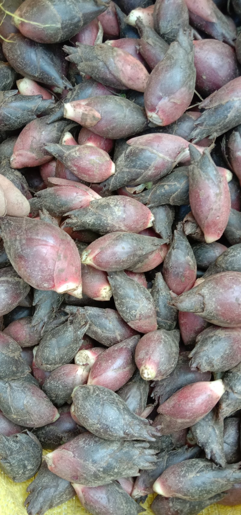 云南文山马关洋荷