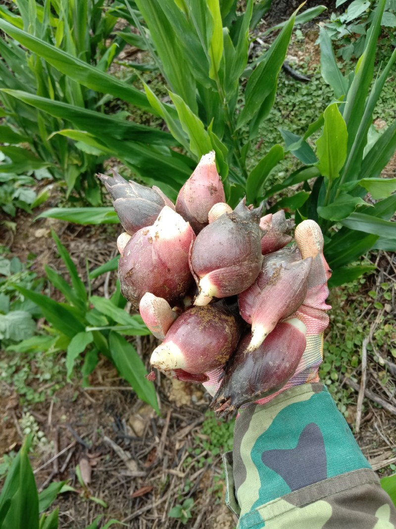 云南文山马关洋荷