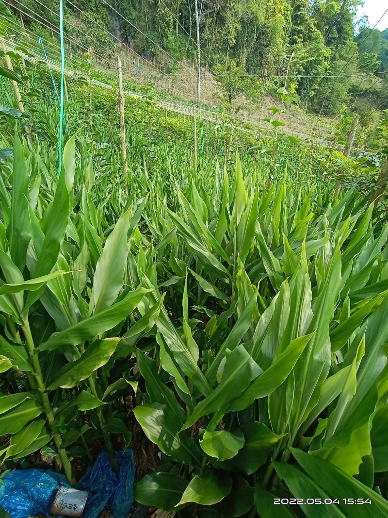 云南文山马关洋荷