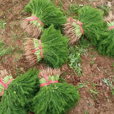 茴香苗，基地种植
