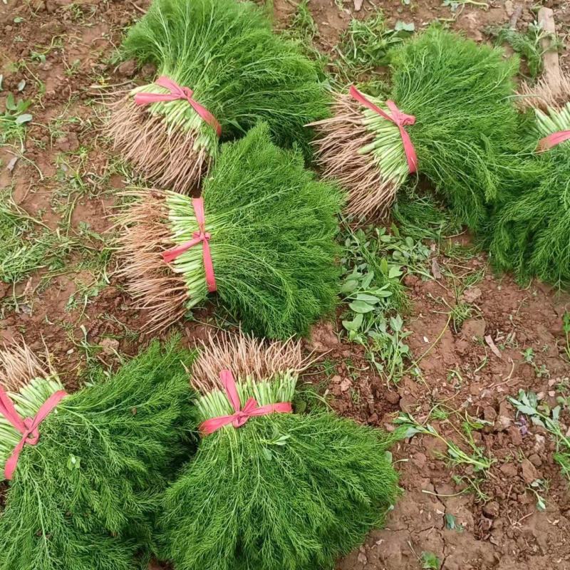 茴香苗，基地种植