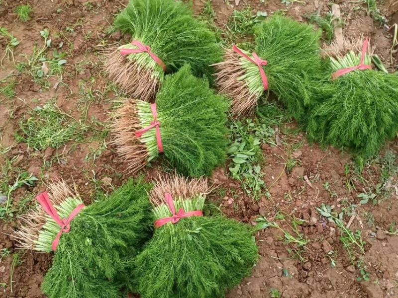 茴香苗，基地种植
