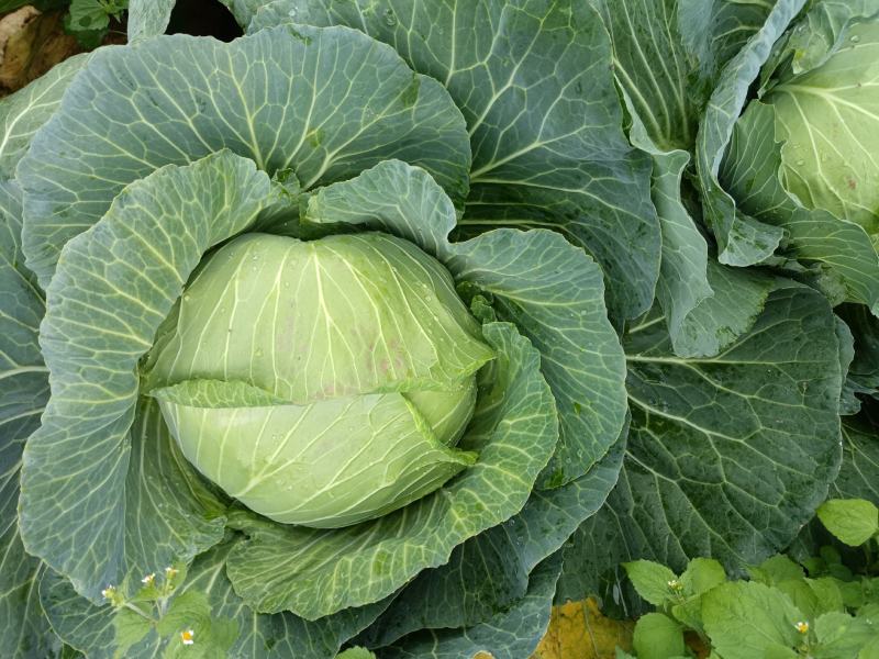 圆包菜