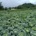 圆包菜
