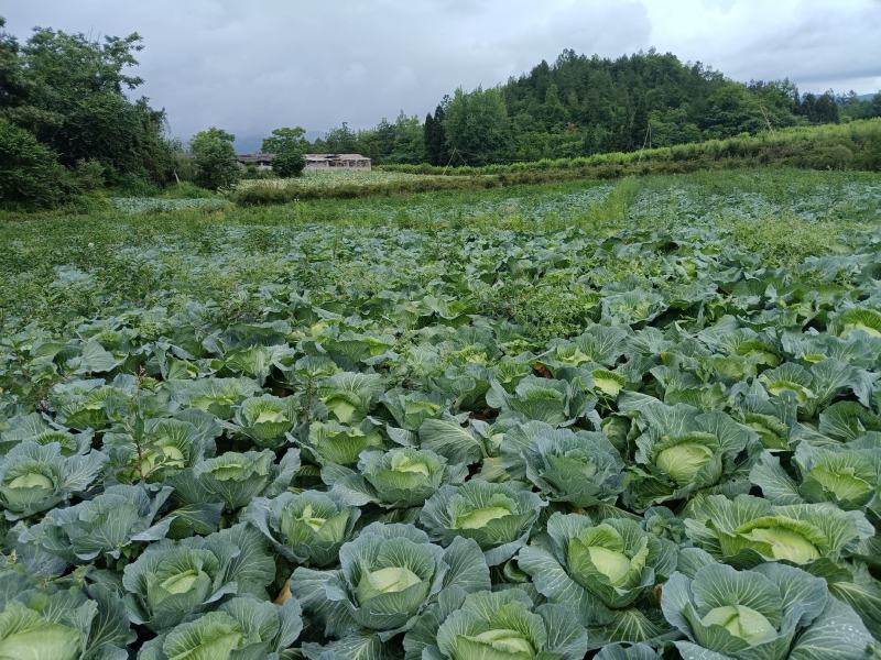 圆包菜