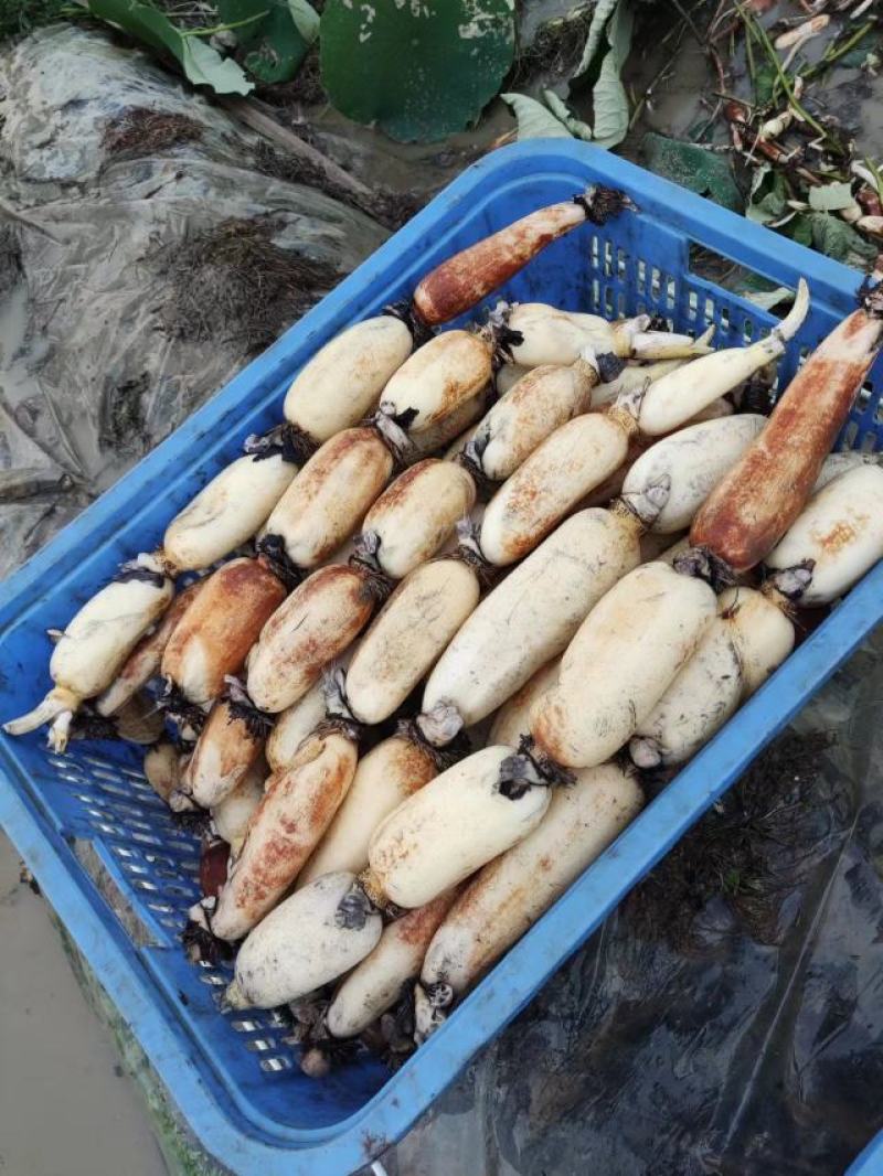 莲藕