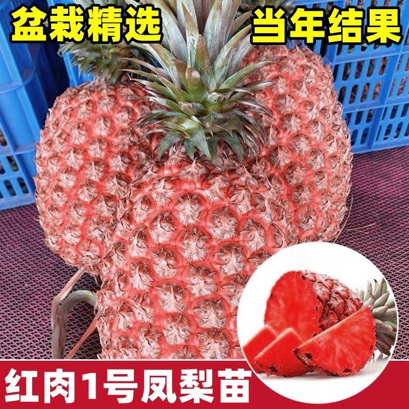 泰国红皮菠萝苗金砖凤梨西瓜地菠萝果树苗庭院阳台盆栽当年结