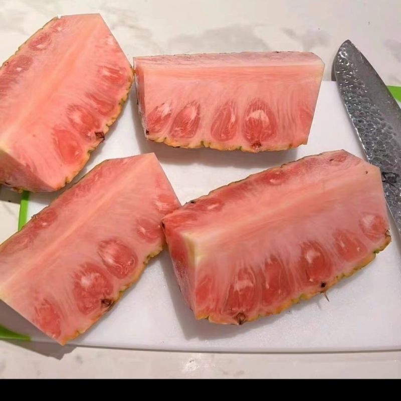 泰国红皮菠萝苗金砖凤梨西瓜地菠萝果树苗庭院阳台盆栽当年结