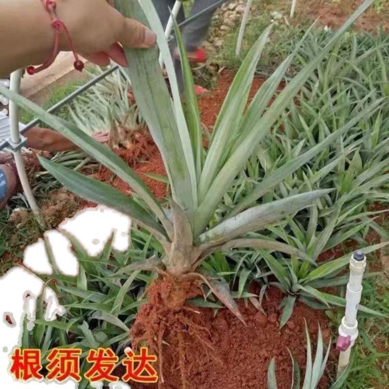 泰国红皮菠萝苗金砖凤梨西瓜地菠萝果树苗庭院阳台盆栽当年结