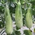 羊角酥甜瓜种子四季香甜羊角蜜孑中国农科院水果蔬菜籽