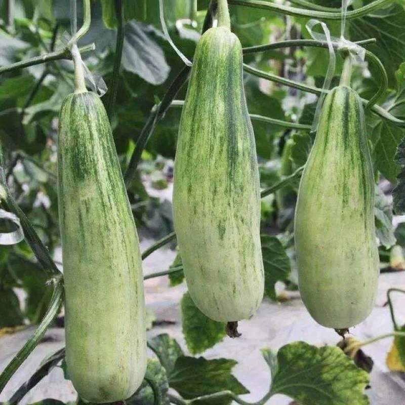 羊角酥甜瓜种子四季香甜羊角蜜孑中国农科院水果蔬菜籽