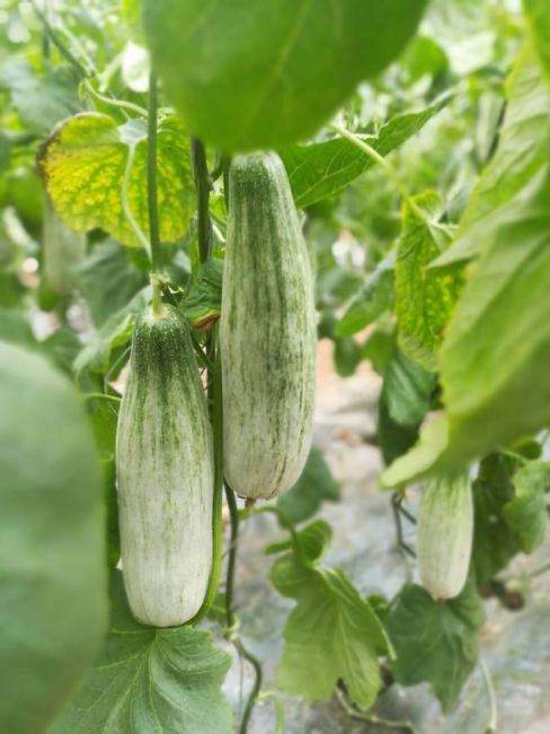 羊角酥甜瓜种子四季香甜羊角蜜孑中国农科院水果蔬菜籽