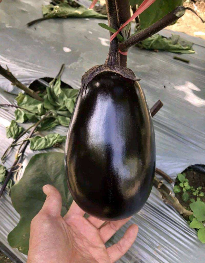 紫冠茄子种子紫红色罐茄早熟高产牛心茄高产蔬菜种子庭院阳台