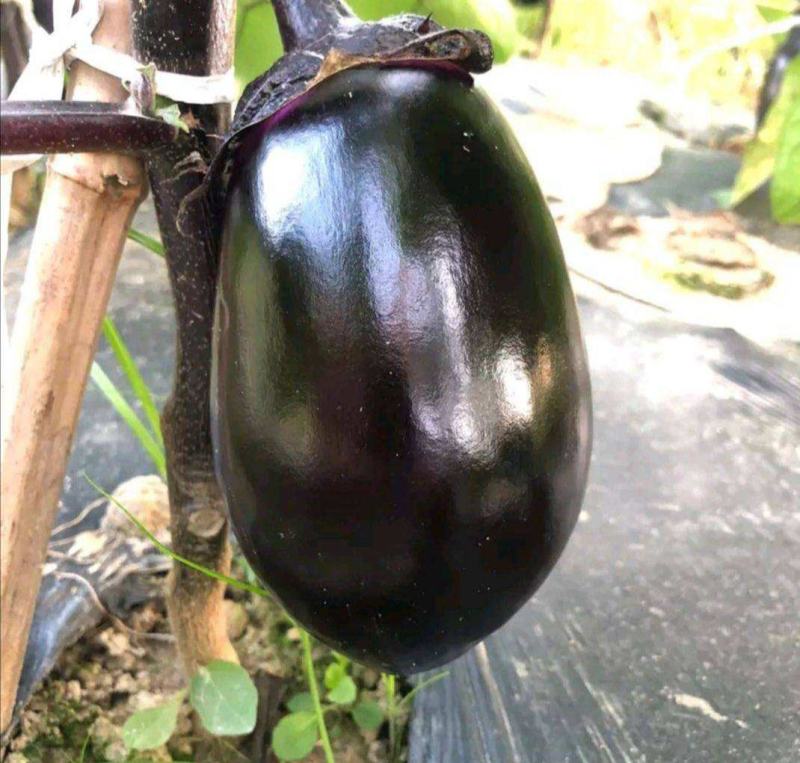 紫冠茄子种子紫红色罐茄早熟高产牛心茄高产蔬菜种子庭院阳台