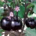 黑龙快圆茄种子特大黑紫圆茄子农家阳台盆栽春秋四季播高产