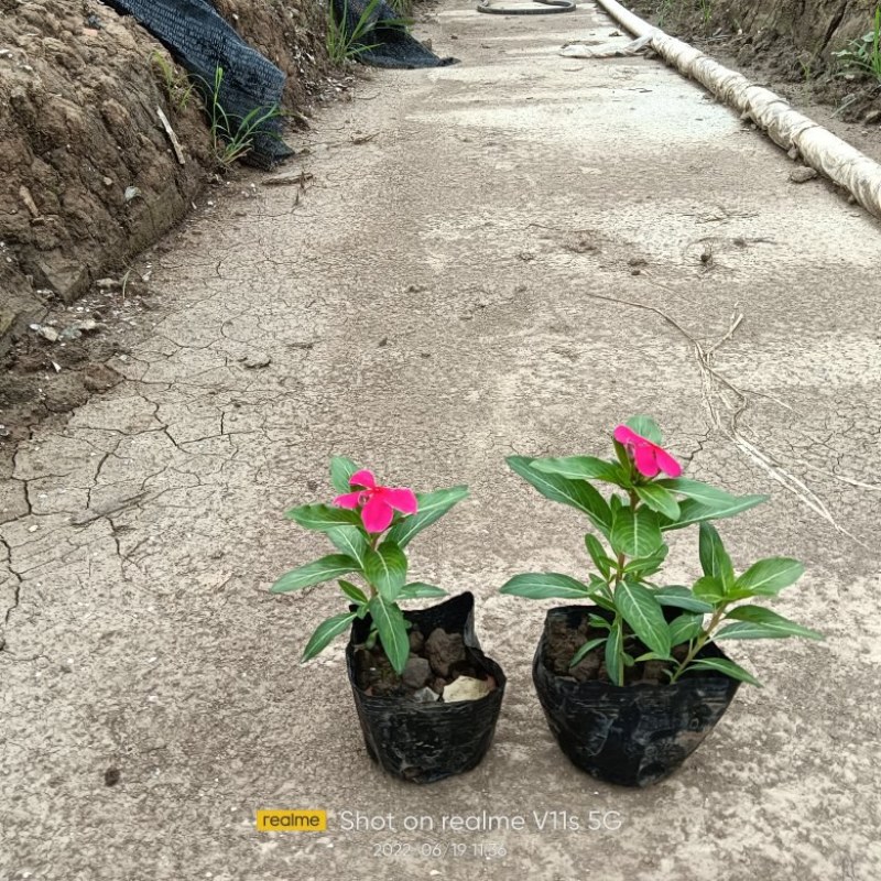 长春花