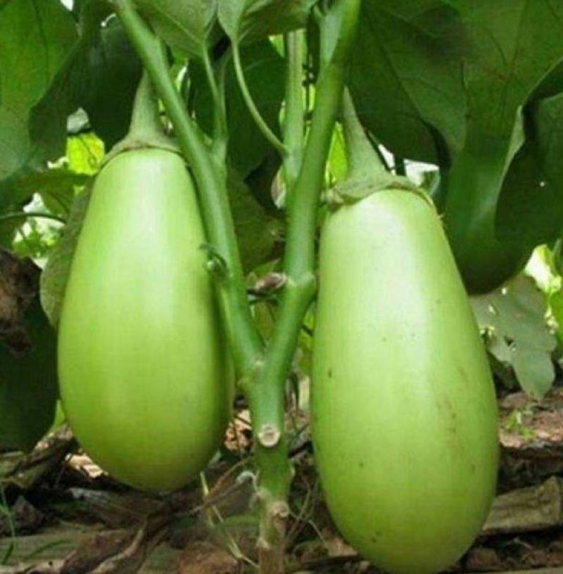 绿油茄种子茄子种籽高产四季蔬菜种子青茄子绿皮耐寒春季秋菜
