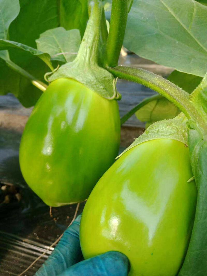 绿油茄种子茄子种籽高产四季蔬菜种子青茄子绿皮耐寒春季秋菜