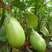 绿油茄种子茄子种籽高产四季蔬菜种子青茄子绿皮耐寒春季秋菜