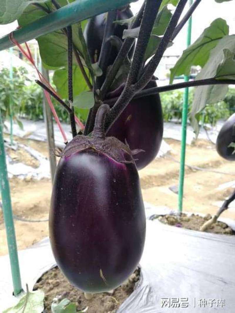 紫冠茄子种子特大紫黑圆茄长茄春夏播四季蔬菜种子籽少抗病