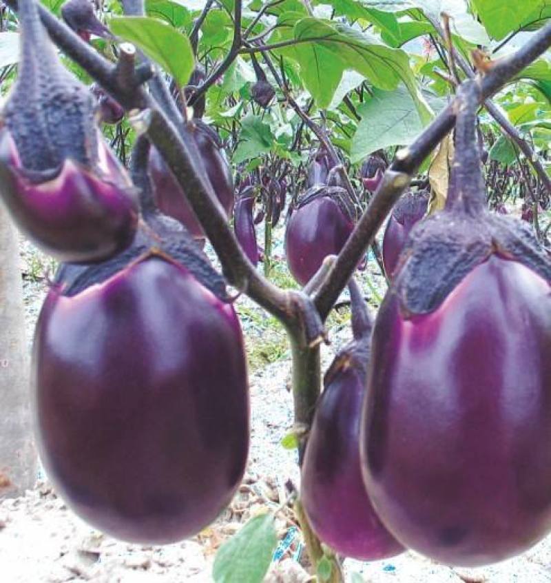紫冠茄子种子特大紫黑圆茄长茄春夏播四季蔬菜种子籽少抗病