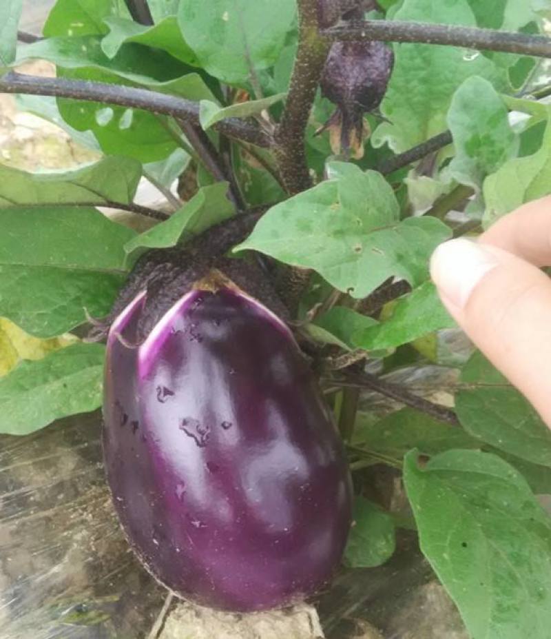 紫冠茄子种子特大紫黑圆茄长茄春夏播四季蔬菜种子籽少抗病