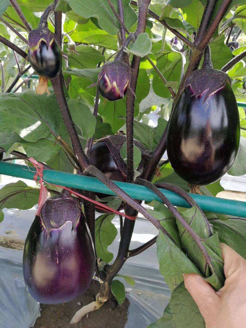 紫冠茄子种子特大紫黑圆茄长茄春夏播四季蔬菜种子籽少抗病