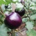 紫冠茄子种子特大紫黑圆茄长茄春夏播四季蔬菜种子籽少抗病