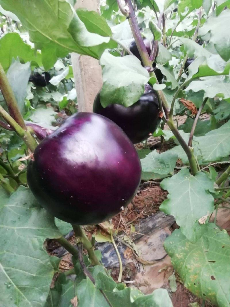 紫冠茄子种子特大紫黑圆茄长茄春夏播四季蔬菜种子籽少抗病