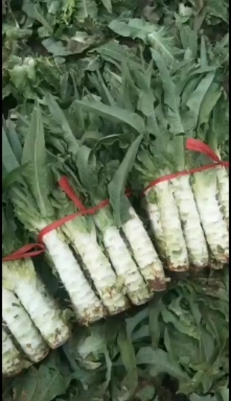 自己种的三青莴笋