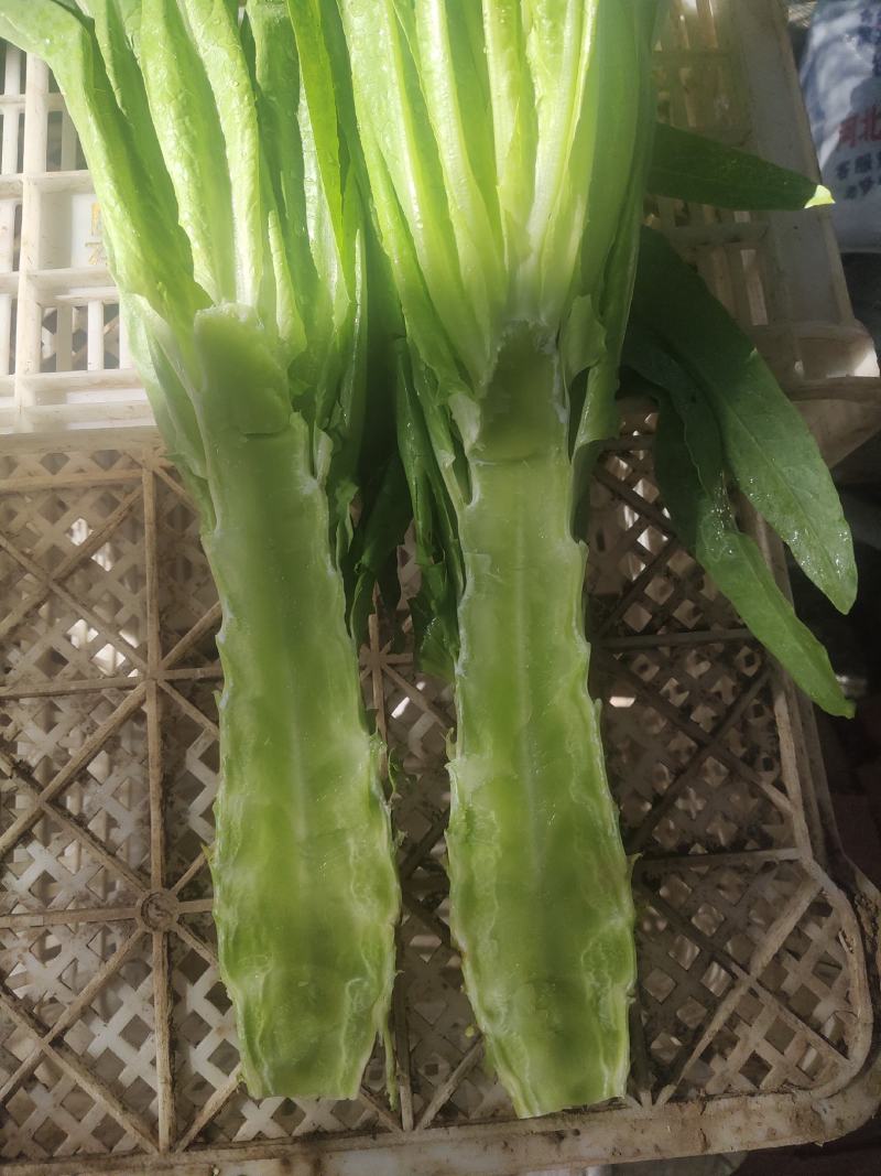 自己种的三青莴笋